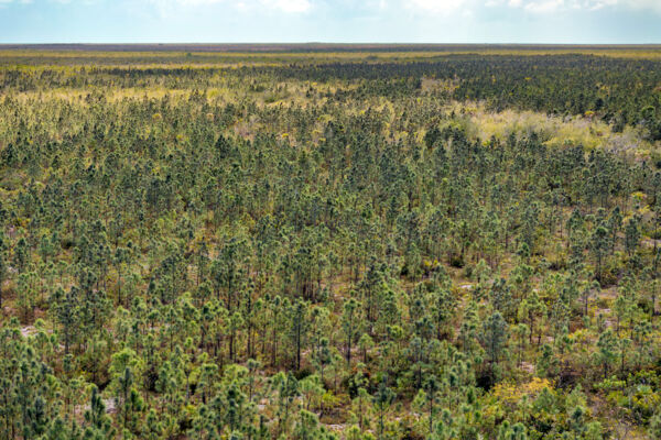 Aerial photo of Caicos Pines on Middle Caicos, 2026