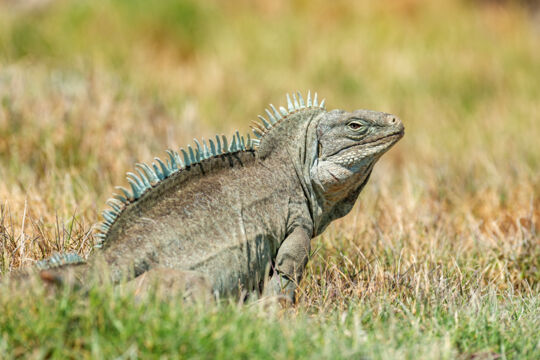 Turks and Caicos Islands rock iguana