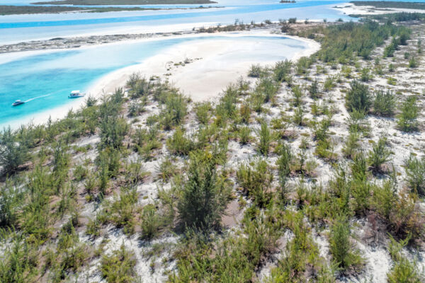 Casuarina forest in the Turks and Caicos at Half Moon Bay.