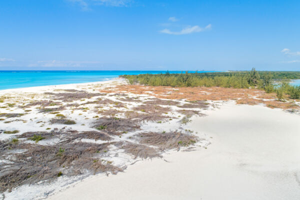 Aerial view of casuarina clearing