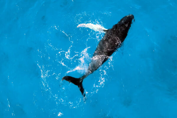 Humpback whale in the Turks and Caicos