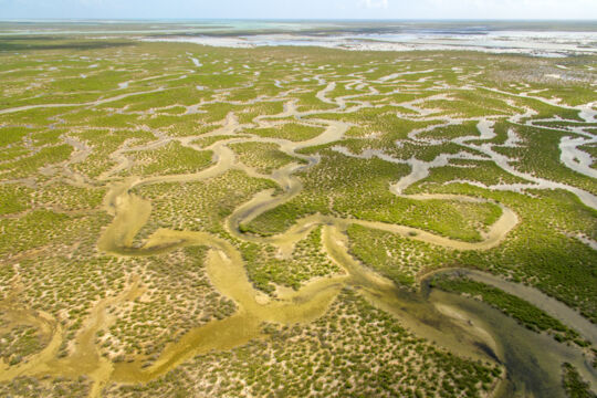 Mangrove channels in the Ramsar Nature Reserve