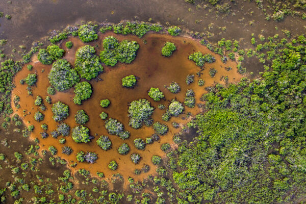 Aerial photo of an interior red mangrove pond on Providenciales