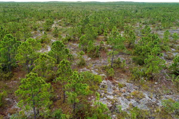 Aerial view of Caicos Pine forest on Middle Caicos