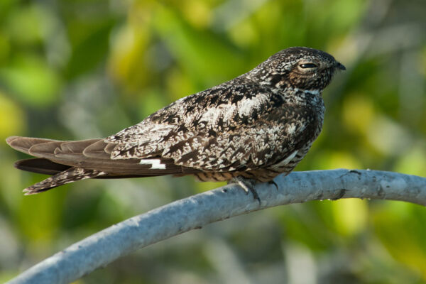 Antillean Nighthawk perched on a Red Mangrove in Frenchman's Creek on Providenciales