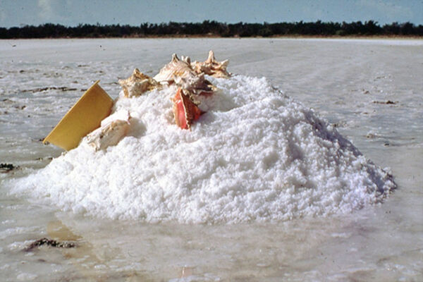 salt raked with conch shells in Turks and Caicos
