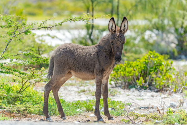 Baby donkey at Grand Turk