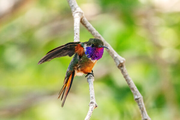 Bahama woodstar hummingbird in the Turks and Caicos