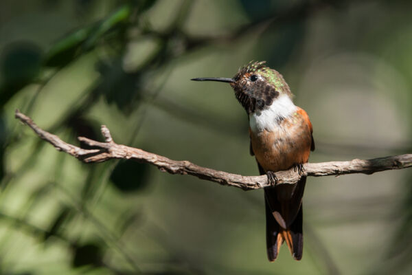 Bahamas woodstar hummingbird perch on a branch