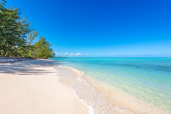 Casuarina trees on Bambarra Beach