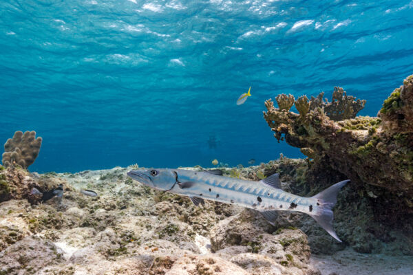 Barracuda in the Northwest Point Marina National Park