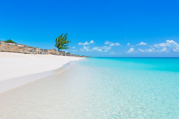 Lone casuarina tree on the eastern side of Water Cay