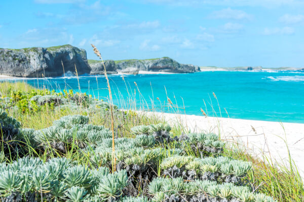 Sea oats and dune at Mudjin Harbour on Middle Caicos