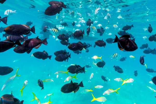 Black durgon fish and yellowtail snappers at the barrier reef near Providenciales