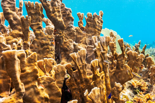 Blade fire coral (Millepora complanata)