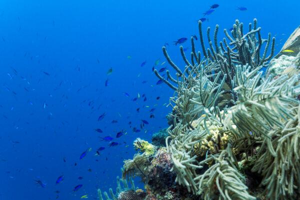 School of blue chromis and wrasse fish at English Point