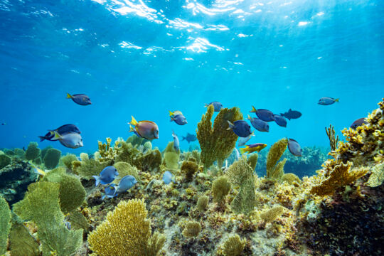 Blue tang fish on a coral reef in Turks and Caicos. 