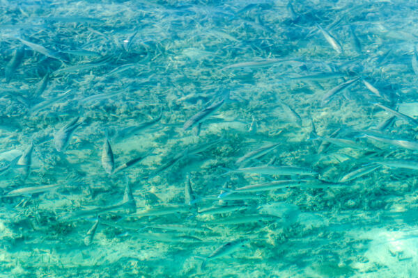 School of bonefish in a Turks and Caicos flat