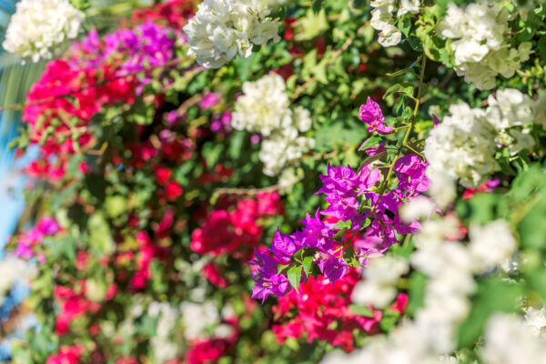 Bougainvillea flowers