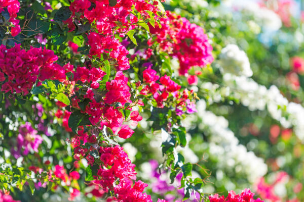 Purple, white and pink bougainvillea flowers at Sapodilla Bay Beach