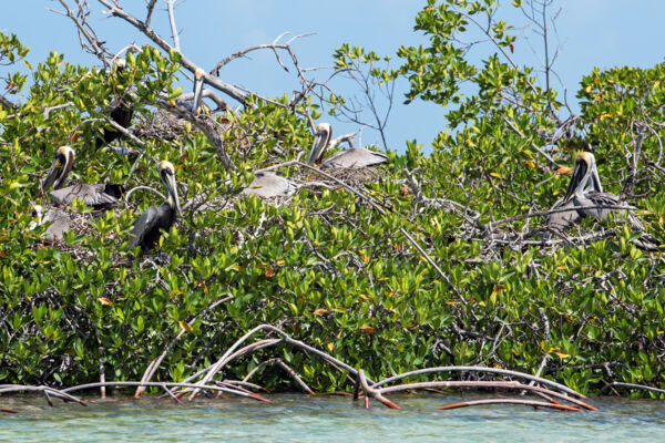 Brown pelican rookery in Frenchman's Creek