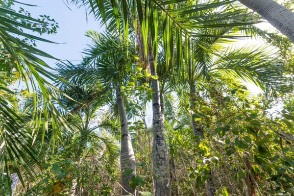 Buccaneer palms (Pseudophoenix sargentii) in Turks and Caicos