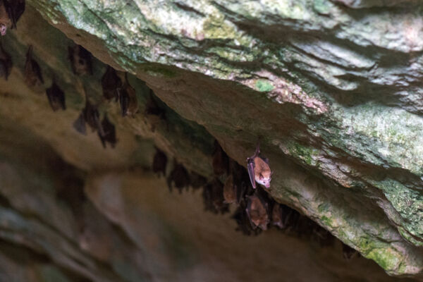 Buffy flower bats perched on the wall of the Airport Cave on Providenciales