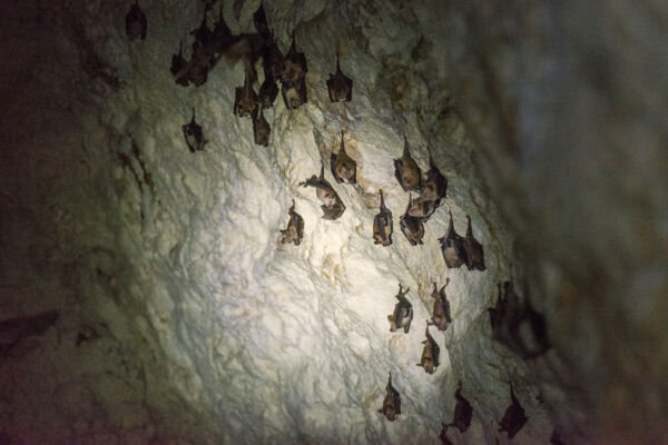 Colony of Buffy flower bats at the Airport Cave 