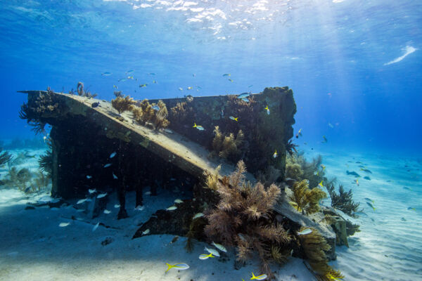 Underwater wreckage with fish and coral