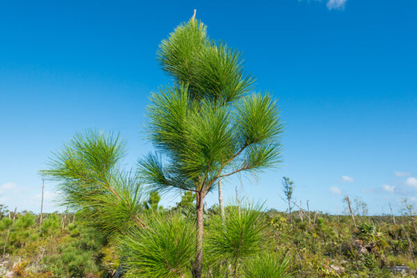 Small Caicos Pine sapling on the limestone coppice of Middle Caicos