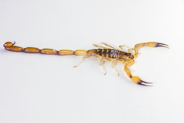 Close-up of a Caribbean scorpion on white background