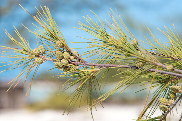 Close up of casuarina needles and seeds