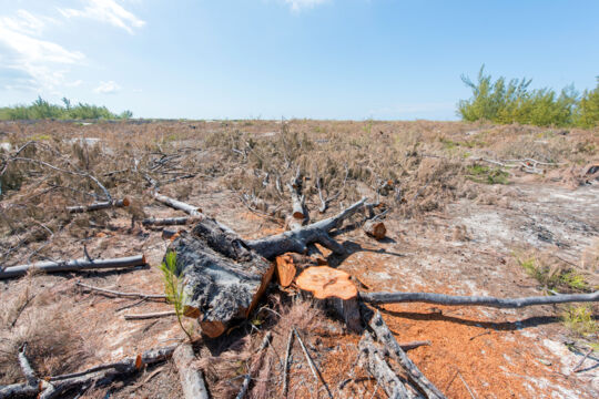 Cut casuarina trees and stump at Half Moon Bay in the Turks and Caicos Islands