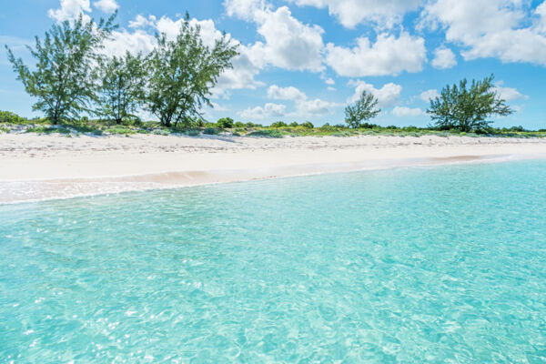 Casuarina trees on East Caicos