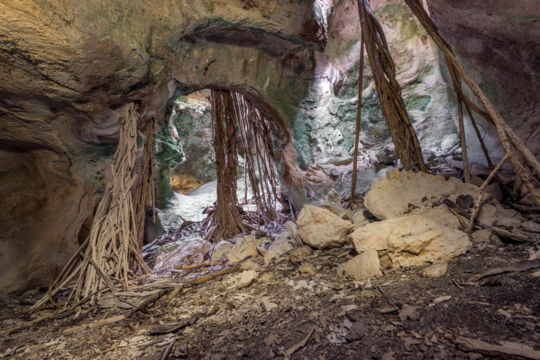 Cave and ficus tree roots