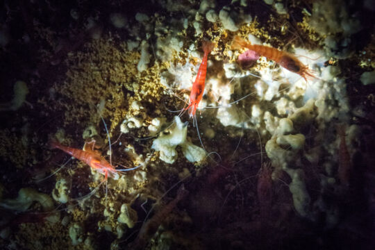 Barbouria cubensis shrimp
