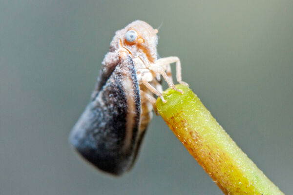 Citrus flatid planthopper