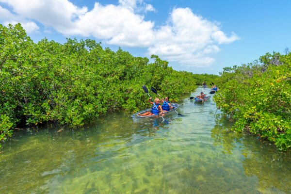 clear kayaks in a mangrove channel