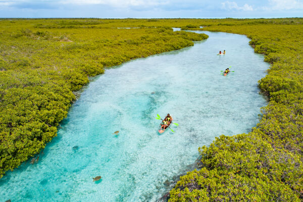 Clear kayaking in Turks and Caicos with sea turtles. 