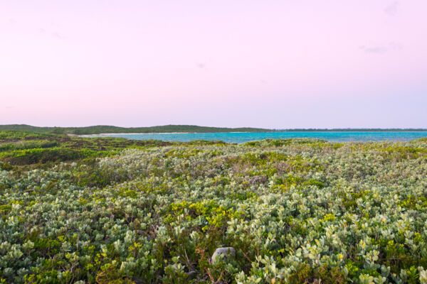 Low coastal plants at dawn at Lorimer's Point on East Caicos