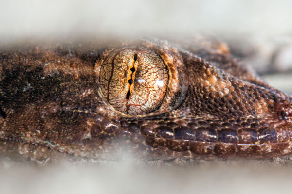 Common house gecko eye