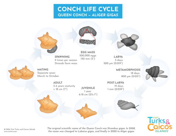 Diagram of the conch life cycle