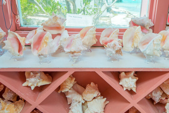 Conch for sale on a shelf at the Caicos Conch Farm