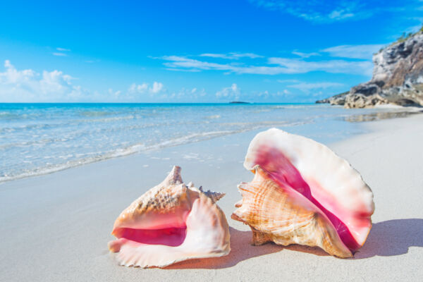 Queen conch shells at Cooper Jack Bay Beach