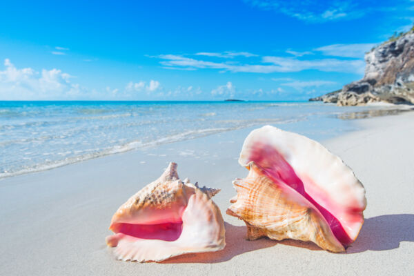 Königin-Muschelschalen am Cooper Jack Bay Beach