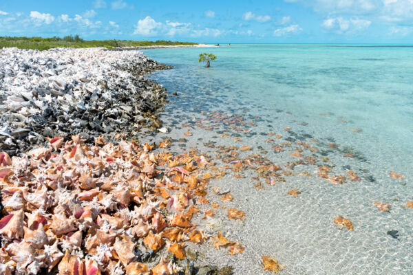 Piles of discarded conch shells at Middleton Cay in the Turks and Caicos