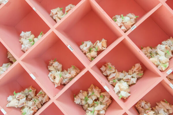 Small conch shells for sale at the Caicos Conch Farm