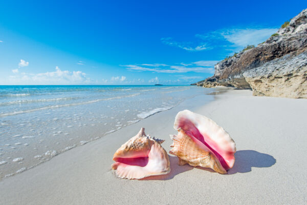 Two queen conch shells at Cooper Jack Bay Beach