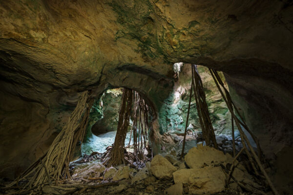 Cave and ficus tree roots at Cooper Jack Bay