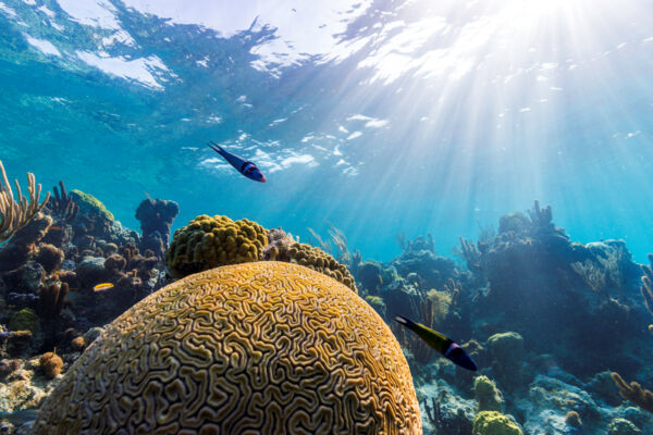 Coral and fish at the Bight Reef